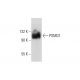 PSMD1 Antibody (F-7) - Western Blotting - Image 72465 