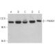 PSMD1 Antibody (F-7) - Western Blotting - Image 365468 
