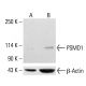 PSMD1 Antibody (F-7) - Western Blotting - Image 413660