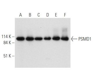 PSMD1 Antibody (G-10) - Western Blotting - Image 332812 