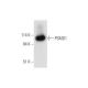 PSMD1 Antibody (G-10) - Western Blotting - Image 332810