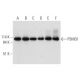 PSMD1 Antibody (G-10) - Western Blotting - Image 332812 