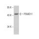 PSMD11 Antibody (AT1F4) - Western Blotting - Image 384541 