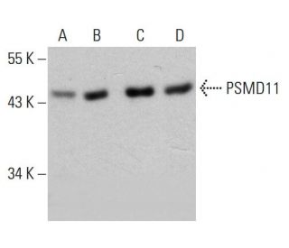 PSMD11 Antibody (AT2C7) - Western Blotting - Image 384542 