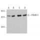 PSMD11 Antibody (AT2C7) - Western Blotting - Image 384542 