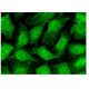 PSMD12 Antibody (H-3) - Immunofluorescence - Image 302498 