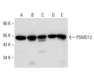 PSMD12 Antibody (H-3) - Western Blotting - Image 303474 