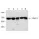 PSMD12 Antibody (H-3) - Western Blotting - Image 303474 