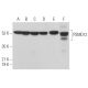 PSMD12 Antibody (H-3) - Western Blotting - Image 368953