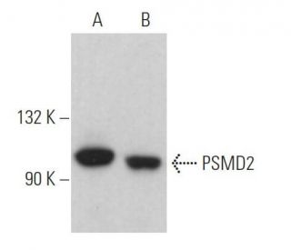 PSMD2 Antibody (C-10) - Western Blotting - Image 364063 