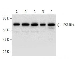 PSMD3 Antibody (G-1) - Western Blotting - Image 296927 