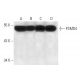 PSMD4 Antibody (AH1.1) - Western Blotting - Image 13623 