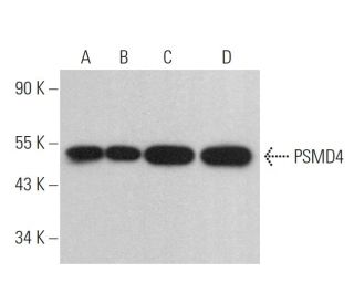 PSMD4 Antibody (AH1.1) - Western Blotting - Image 379445 