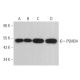 PSMD4 Antibody (AH1.1) - Western Blotting - Image 379445 