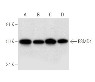 PSMD4 Antibody (E-2) - Western Blotting - Image 296270 