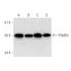 PSMD4 Antibody (E-2) - Western Blotting - Image 296270 