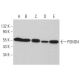 PSMD4 Antibody (E-2) - Western Blotting - Image 366809
