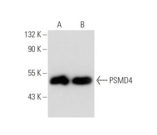 PSMD4 Antibody (F-6) - Western Blotting - Image 300474 