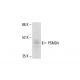 PSMD4 Antibody (TLD-1A8A) - Western Blotting - Image 412044