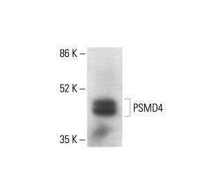 PSMD4 Antibody (TLD-1A8A) - Western Blotting - Image 412151 