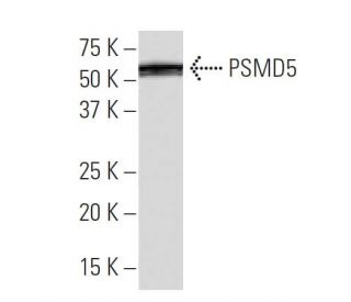 PSMD5 Antibody (35-K) - Western Blotting - Image 33833 