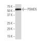 PSMD5 Antibody (35-K) - Western Blotting - Image 33833 