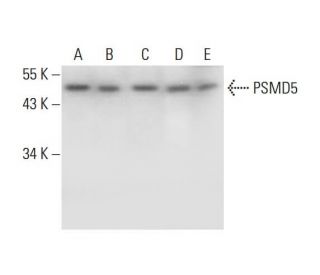 PSMD5 Antibody (D-11) - Western Blotting - Image 289639
