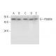 PSMD5 Antibody (D-11) - Western Blotting - Image 289639