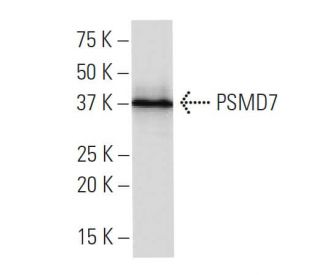 PSMD7 Antibody (24-KK) - Western Blotting - Image 33830