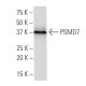 PSMD7 Antibody (24-KK) - Western Blotting - Image 33830