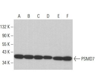 PSMD7 Antibody (F-2) - Western Blotting - Image 378039 