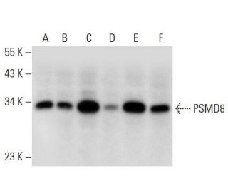 PSMD8 Antibody (A-1) - Western Blotting - Image 306560 