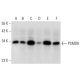 PSMD8 Antibody (A-1) - Western Blotting - Image 306560 