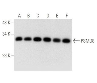 PSMD8 Antibody (H-11) - Western Blotting - Image 314184 