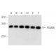 PSMD8 Antibody (H-11) - Western Blotting - Image 314184 