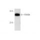 PSMD8 Antibody (H-11) - Western Blotting - Image 314185 