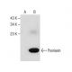 Psoriasin Antibody (H-8) - Western Blotting - Image 281231 