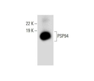 PSP94 Antibody (A-8) - Western Blotting - Image 288965 
