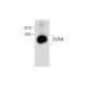 PSP94 Antibody (A-8) - Western Blotting - Image 288965 