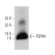 PSP94 Antibody (A-8) - Western Blotting - Image 379993