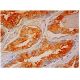 PSP94 Antibody (F-1) - Immunohistochemistry - Image 302558 