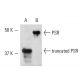 PSR Antibody (APSR-14.4) - Western Blotting - Image 9217 