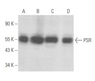 PSR Antibody (H-7) - Western Blotting - Image 356079 