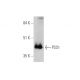 PSS1 Antibody (B-5) - Western Blotting - Image 346494