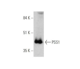 PSS1 Antibody (B-5) - Western Blotting - Image 346494SAM Transcription Activation: SAM system utilizing dCas9-VP64, MS2-P65-HSF1, and sgRNA for precise gene transcription activation.