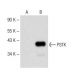 PSTK Antibody (B-5) - Western Blotting - Image 147781