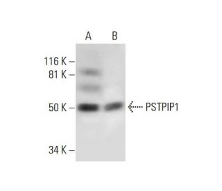 PSTPIP1 Antibody (B-10) - Western Blotting - Image 289621