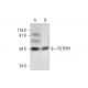 PSTPIP1 Antibody (B-10) - Western Blotting - Image 289621