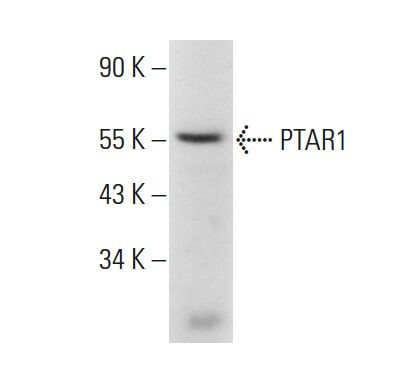 SCBT - Santa Cruz Biotechnology