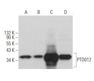 PTD012 Antibody (E-3) - Western Blotting - Image 374420 